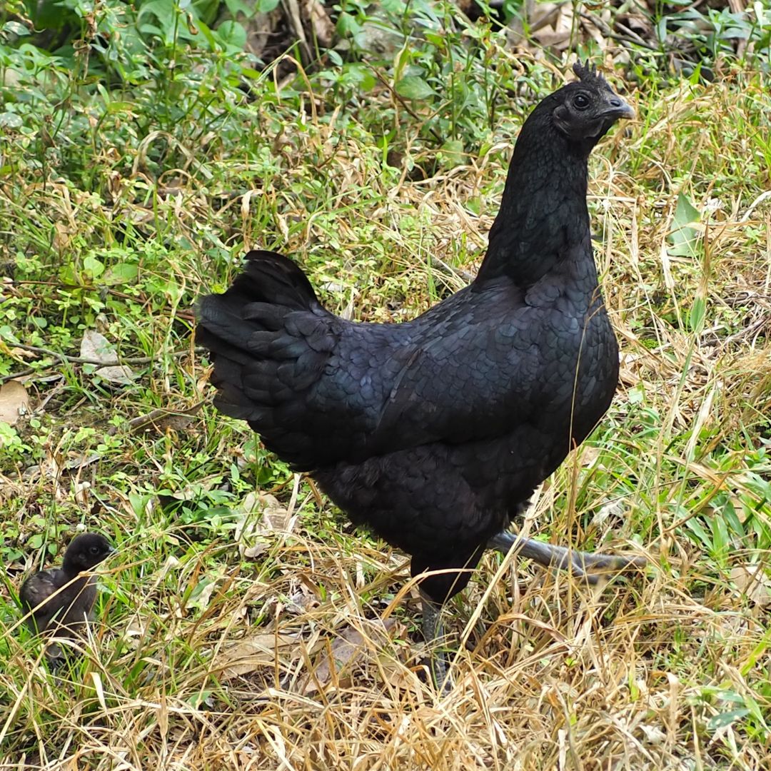 The Ayam Cemani 6-week pullets are great for those who don't want to raise baby chicks. 