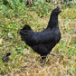 Pullet: Ayam Cemani, Shipping week of 08/31/2026