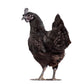 Ayam Cemani chicken breed