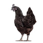 Pullet: Ayam Cemani, Shipping week of 08/31/2026