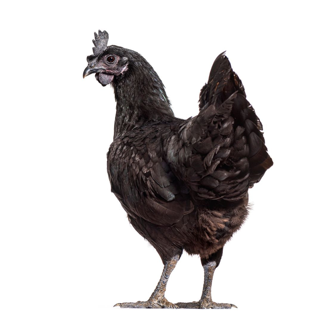 The Ayam Cemani has black feathers, comb, beak, skin, wattles, internal organs, meat, and bones (their blood is not black, however).
