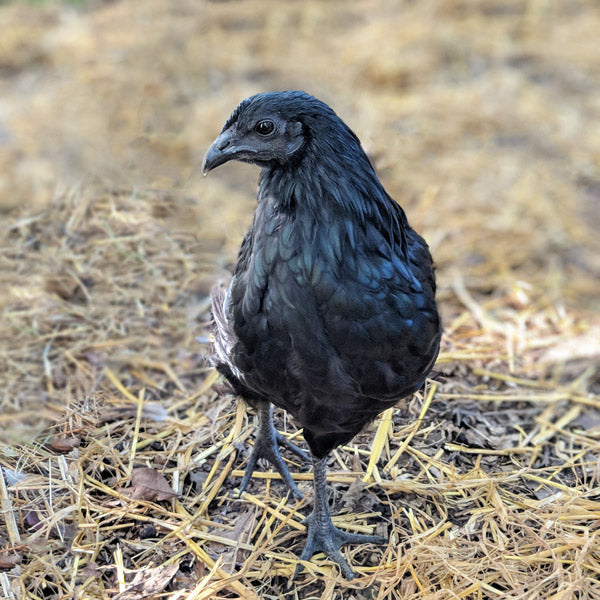 The Ayam Cemani pullets are friendly and a great addition to a backyard flock. 