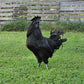 Pullet: Ayam Cemani, Shipping week of 08/31/2026