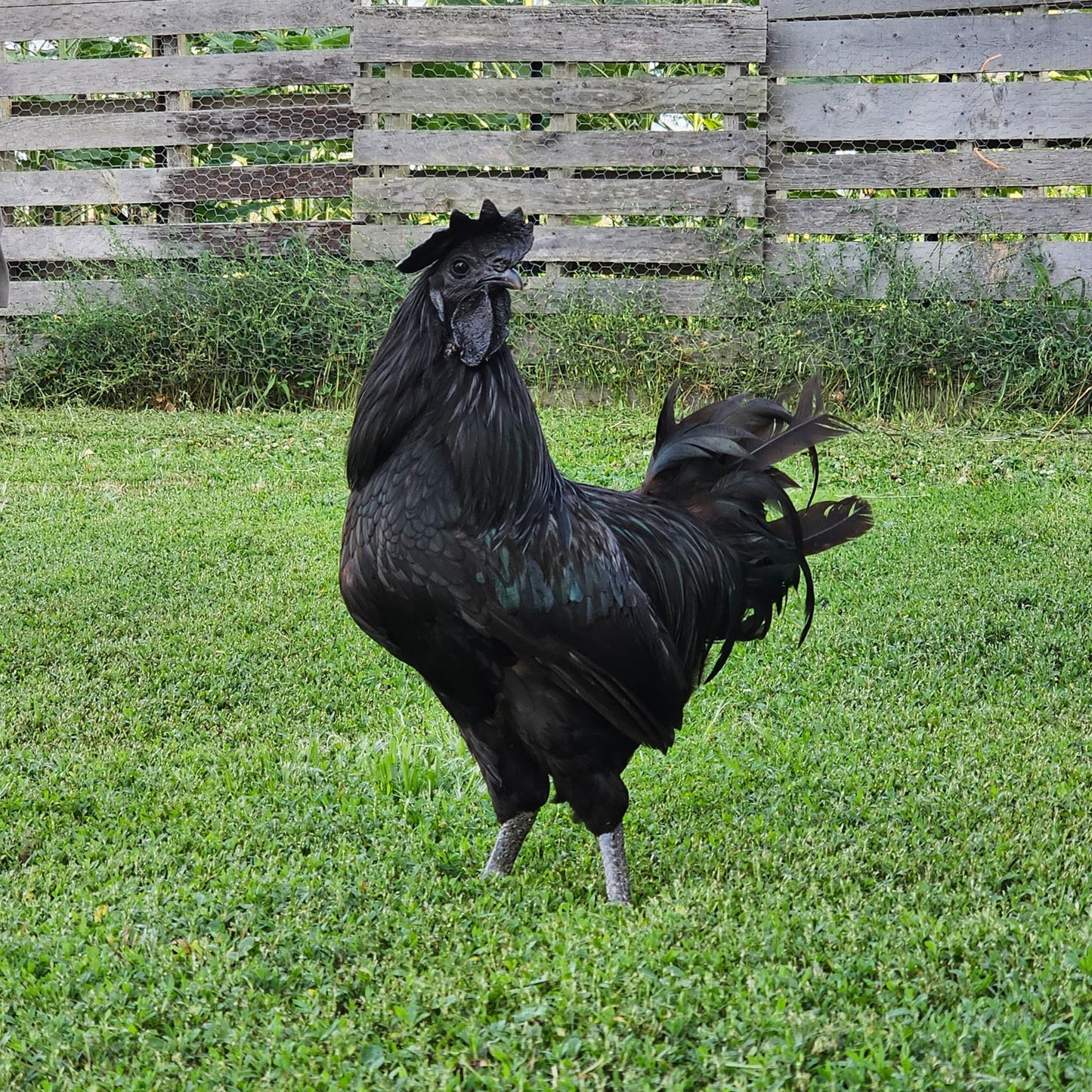 Pullet: Ayam Cemani, Shipping week of 08/31/2026