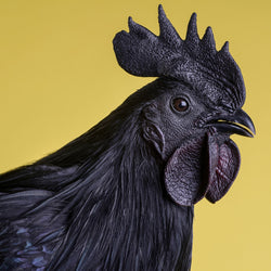 The Ayam Cemani chicken has hyperpigmentation which is caused by a genetic condition known as fibromelanosis.