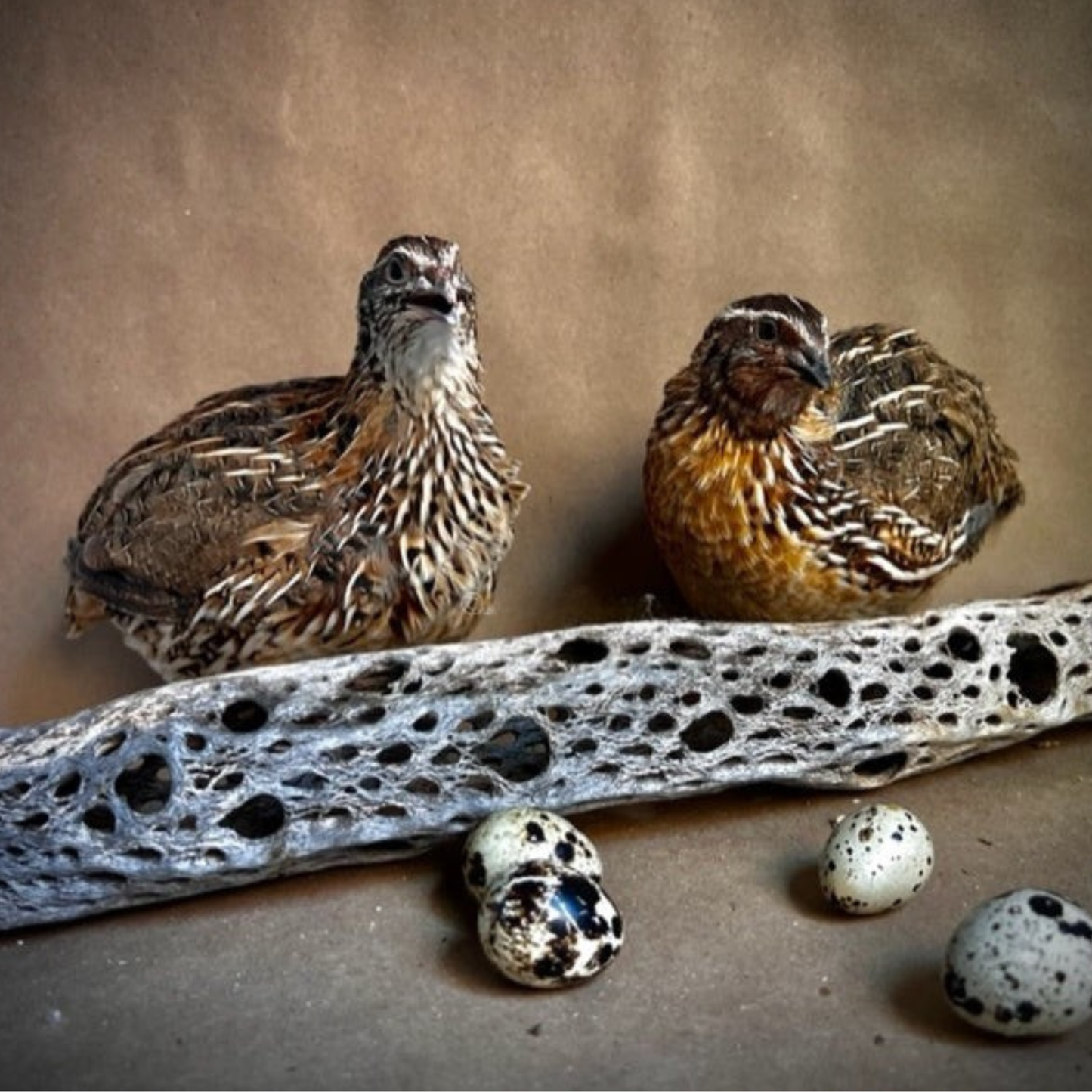 Hatching Eggs: Jumbo Coturnix Quail, Azure Acres Location