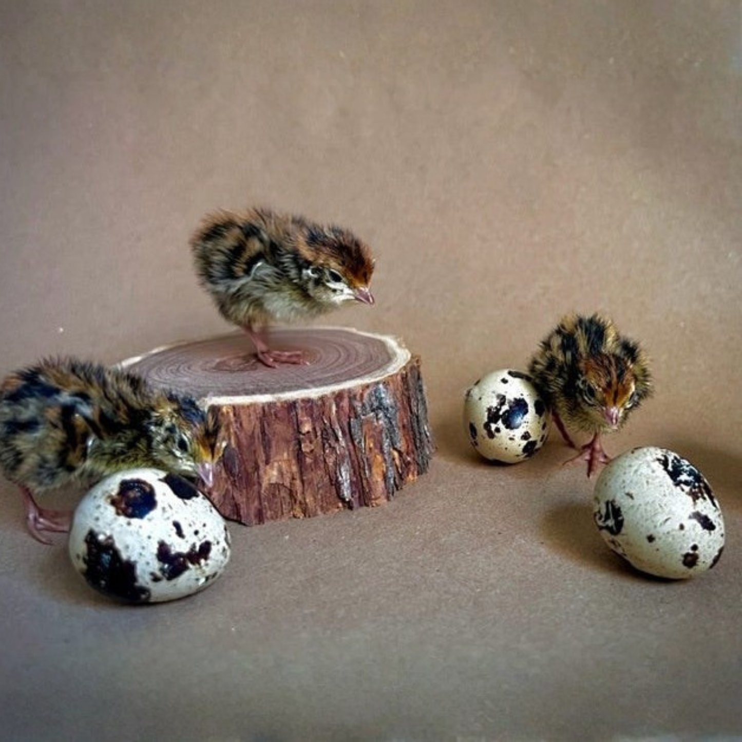 Hatching Eggs: Jumbo Coturnix Quail, Azure Acres Location