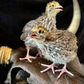 Hatching Eggs: Jumbo Coturnix Quail, Azure Acres Location
