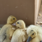 Hatching Eggs: Snowy Call Duck, Flock & Field Location
