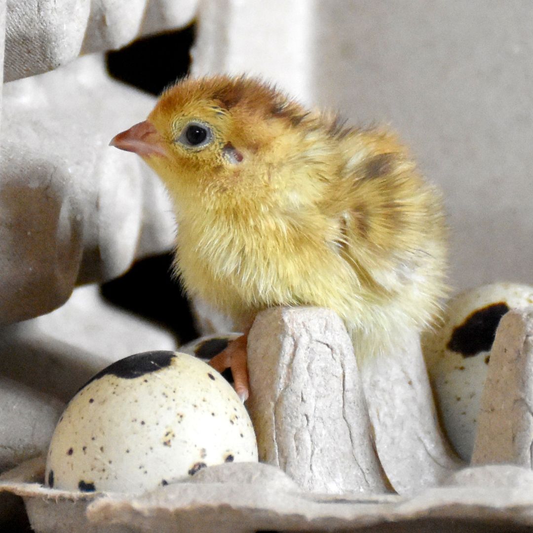 Hatching-Eggs: Coturnix Quail, Hen Haven Location
