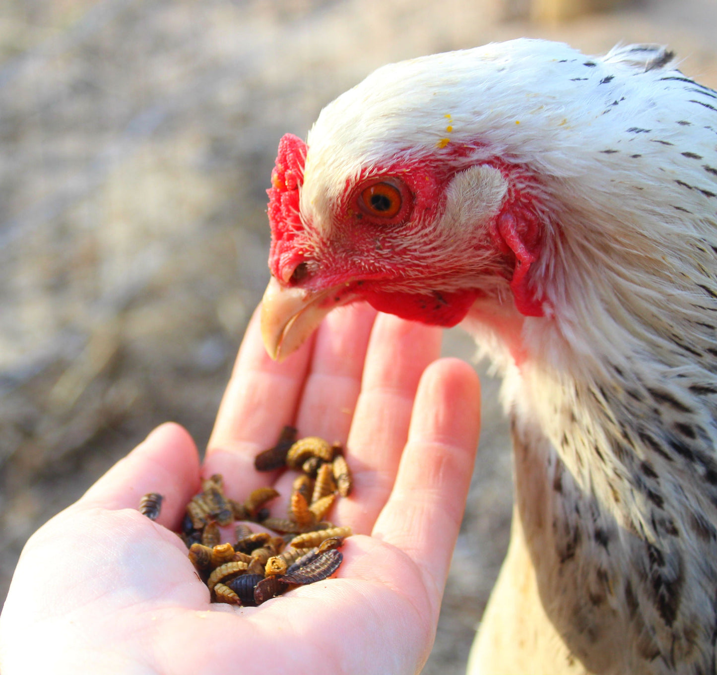 Black Soldier Fly Larvae (From NORTH AMERICA!!) -- LoveBugs For Hens (TM)