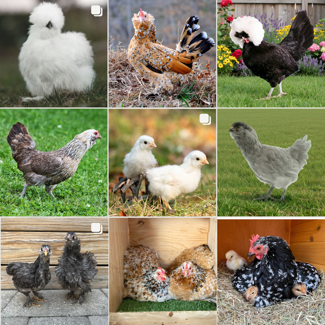 Hatching Eggs: Assorted Bantam Chicken Breeds, Merry Manor Location