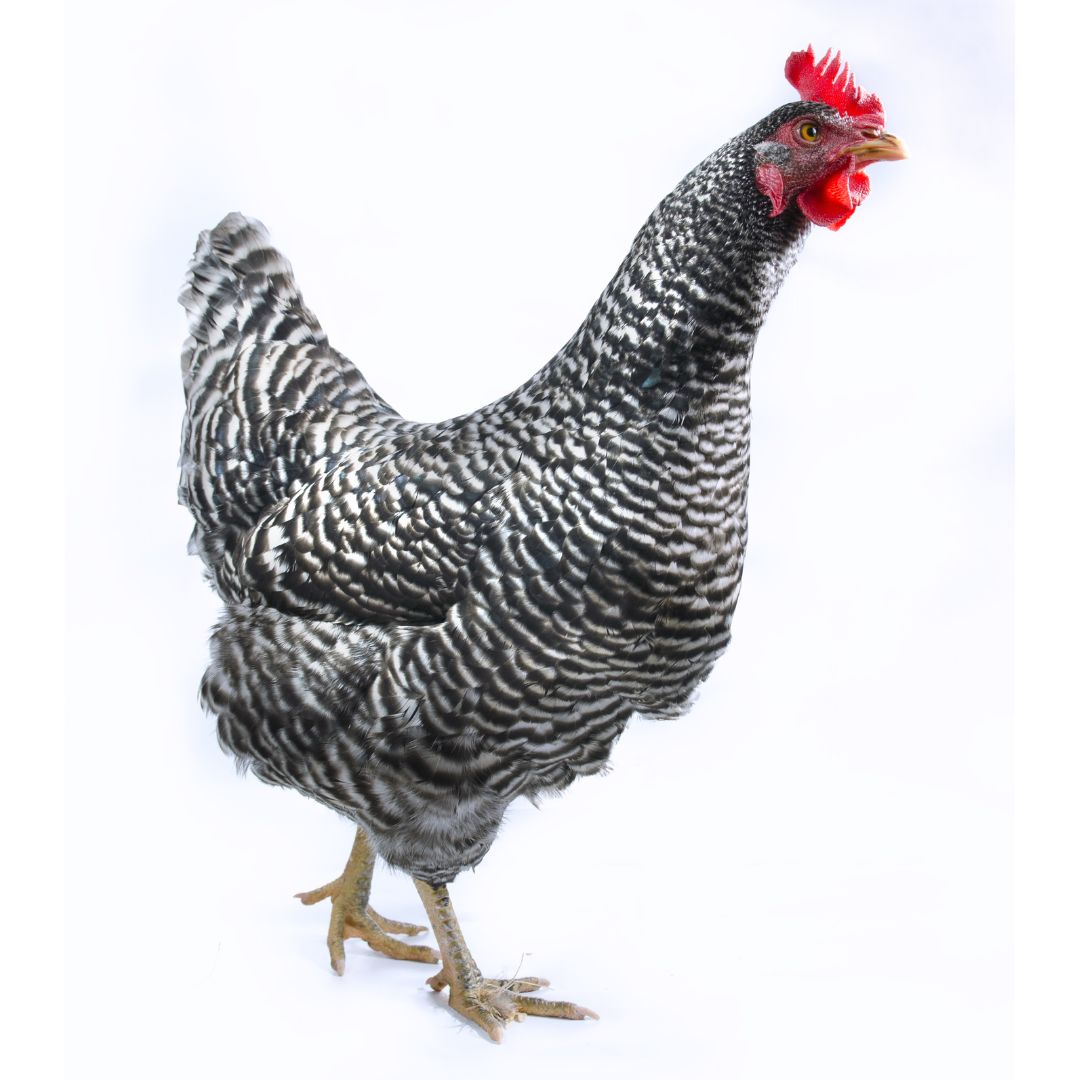 Hatching Eggs: Barred Plymouth Rock - My Pet Chicken