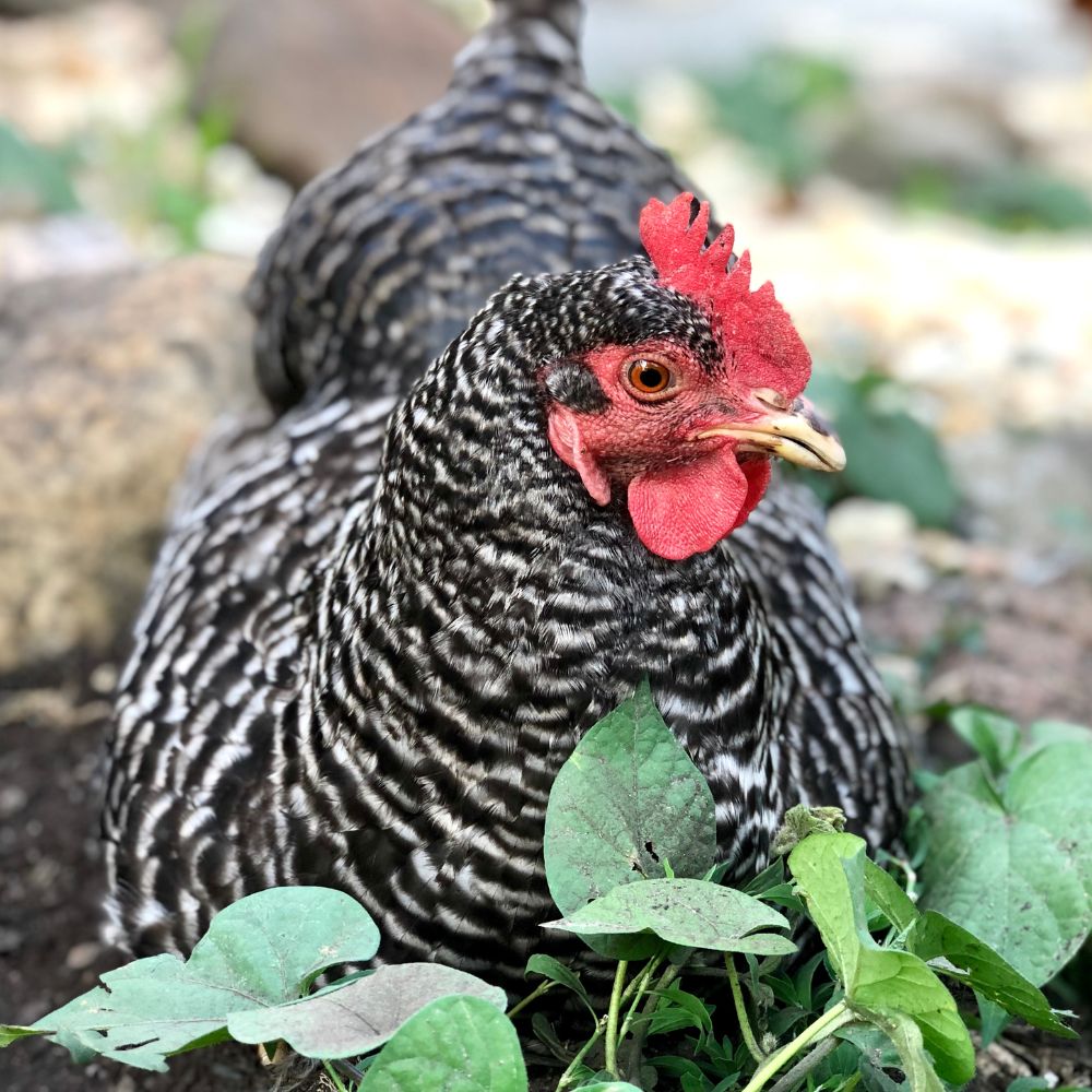 Barred Plymouth Rock chicken breed
