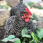 Barred Plymouth Rock hatching eggs