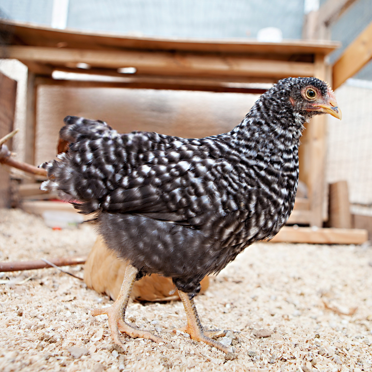 Pullet: Barred Plymouth Rock, Shipping Week of 05/18/2026