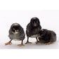 Hatching Eggs: Barred Plymouth Rock, Merry Manor Location