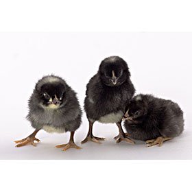 Hatching Eggs: Barred Plymouth Rock, Merry Manor Location