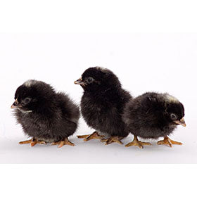 Baby Chicks: Barred Plymouth Rock