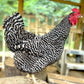 Barred Plymouth Rock hen 
