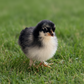 Baby Chicks: Blue/Black/Splash Birchen Marans