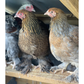 Hatching Eggs: Blue/Black/Splash Silver/Gold Partridge Brahma, Flock & Field Location