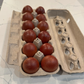 Hatching Eggs: Blue/Black/Splash Copper Marans, Flock & Field Location