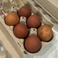Hatching Eggs: Blue/Black/Splash Copper Marans, Flock & Field Location