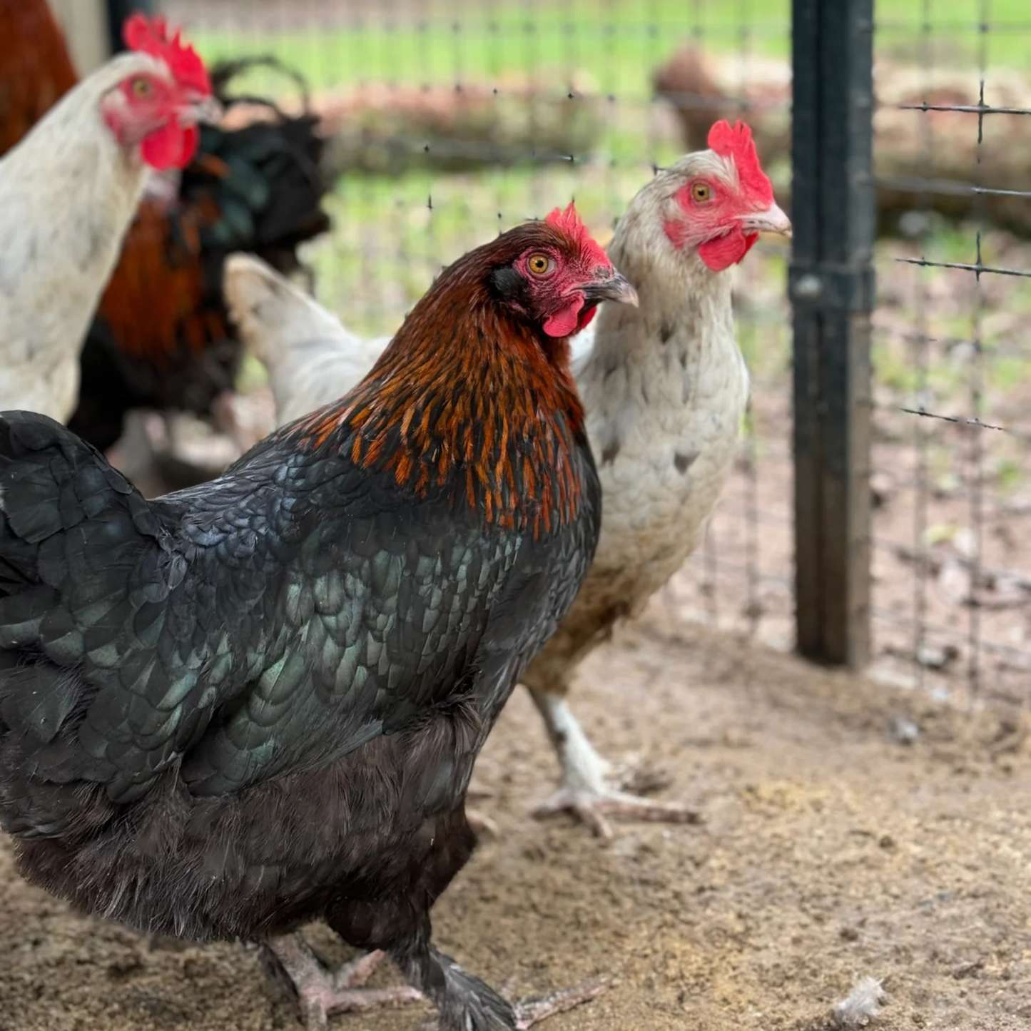 Hatching Eggs: Blue/Black/Splash Copper Marans, Flock & Field Location