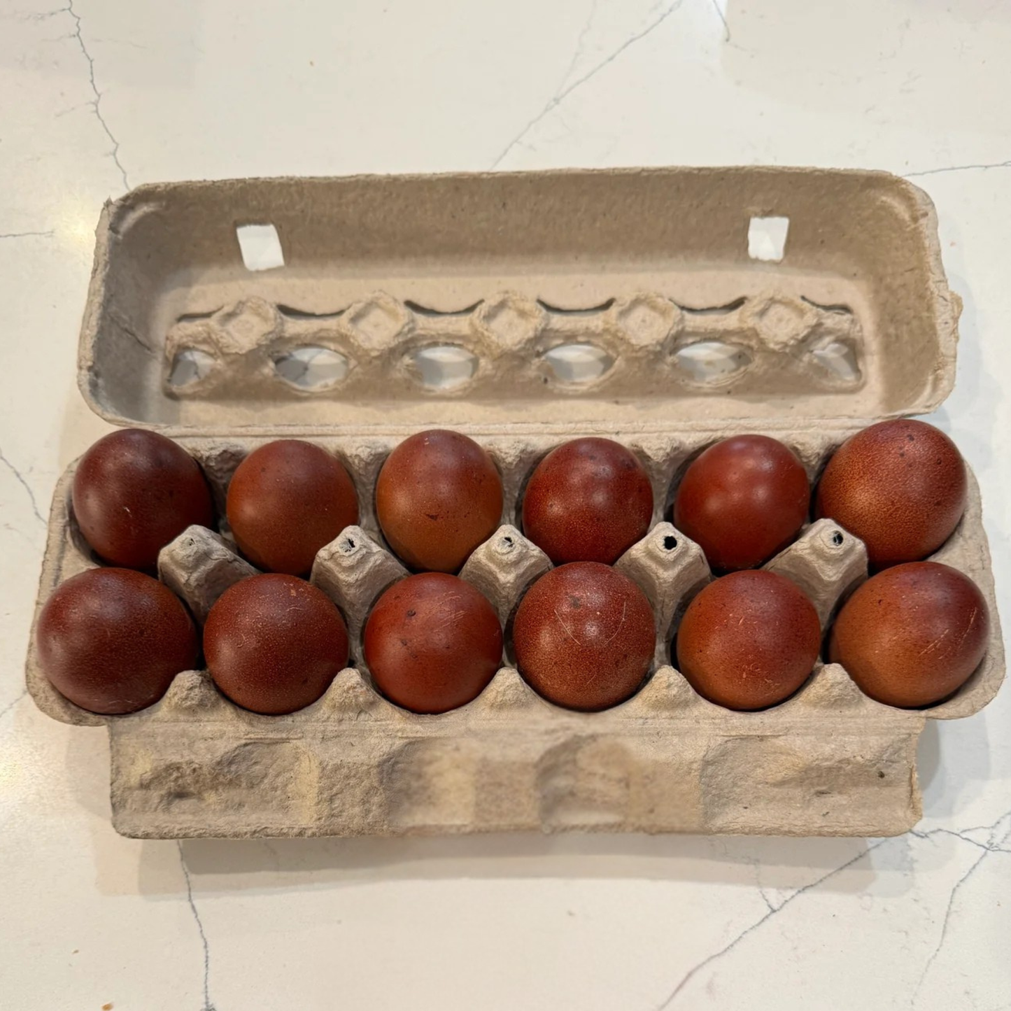 Hatching Eggs: Blue/Black/Splash Copper Marans, Flock & Field Location