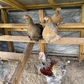 Hatching Eggs: Blue/Black/Splash Silver/Gold Partridge Brahma, Flock & Field Location
