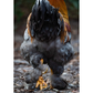 Hatching Eggs: Blue/Black/Splash Silver/Gold Partridge Brahma, Flock & Field Location