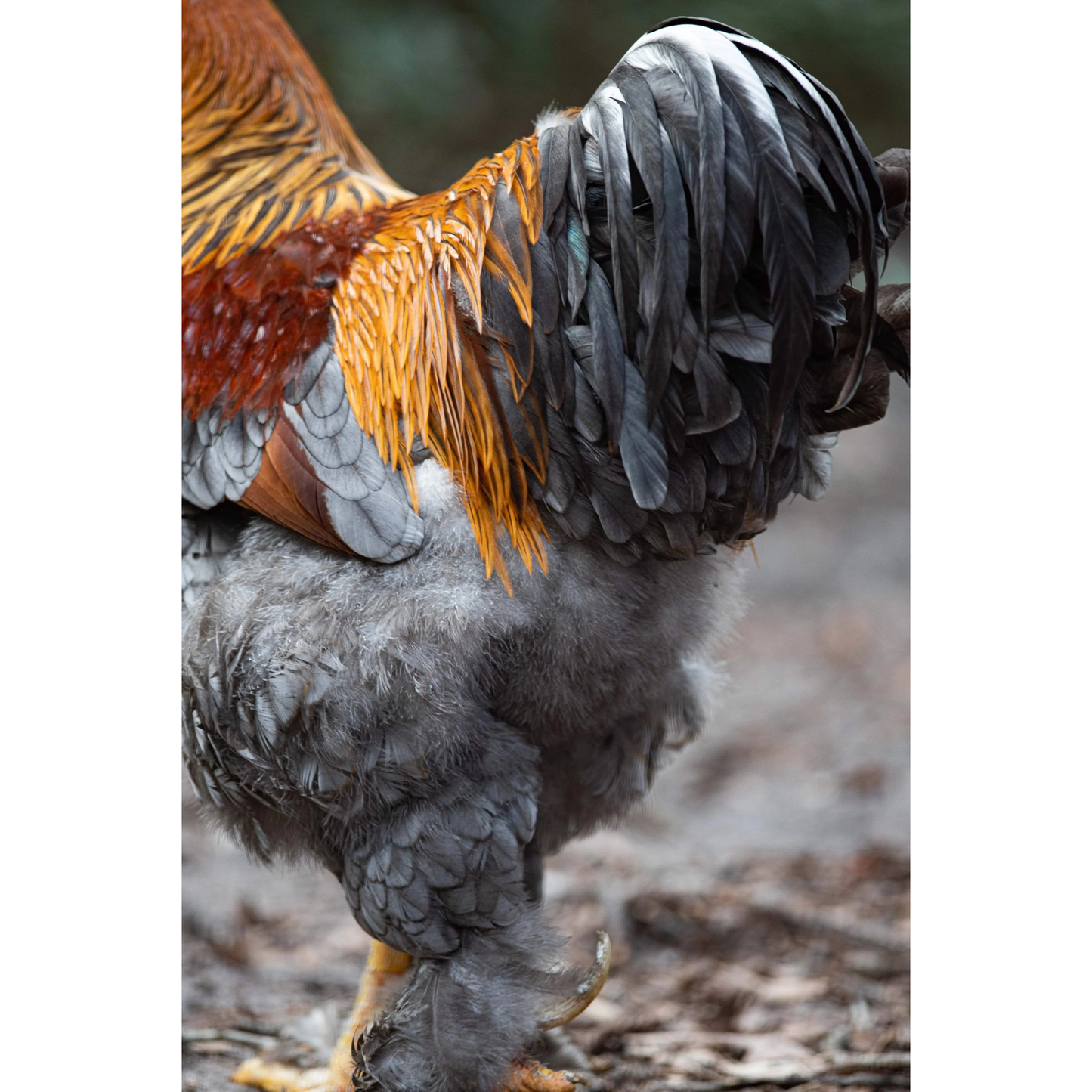 Hatching Eggs: Blue/Black/Splash Silver/Gold Partridge Brahma, Flock & Field Location