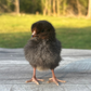 Baby Chicks: Blue/Black/Splash Partridge Leghorn