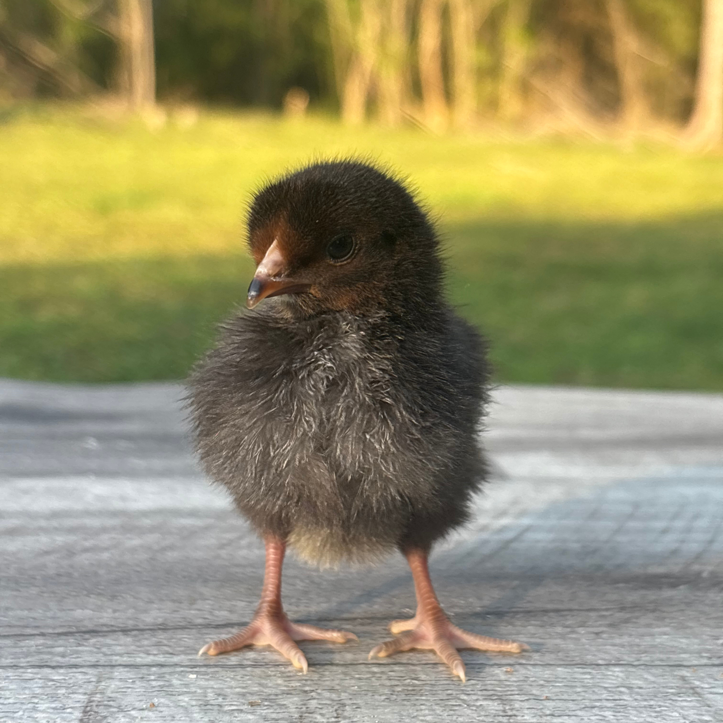 Baby Chicks: Blue/Black/Splash Partridge Leghorn