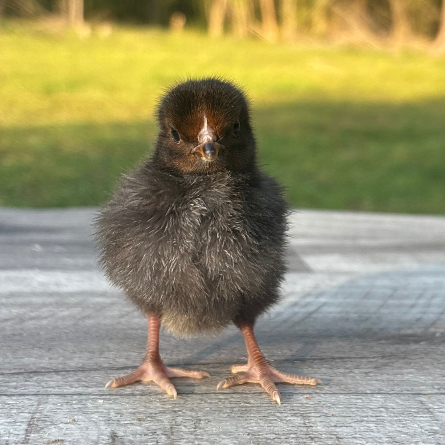 Baby Chicks: Blue/Black/Splash Partridge Leghorn