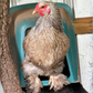 Hatching Eggs: Blue/Black/Splash Silver/Gold Partridge Brahma, Flock & Field Location