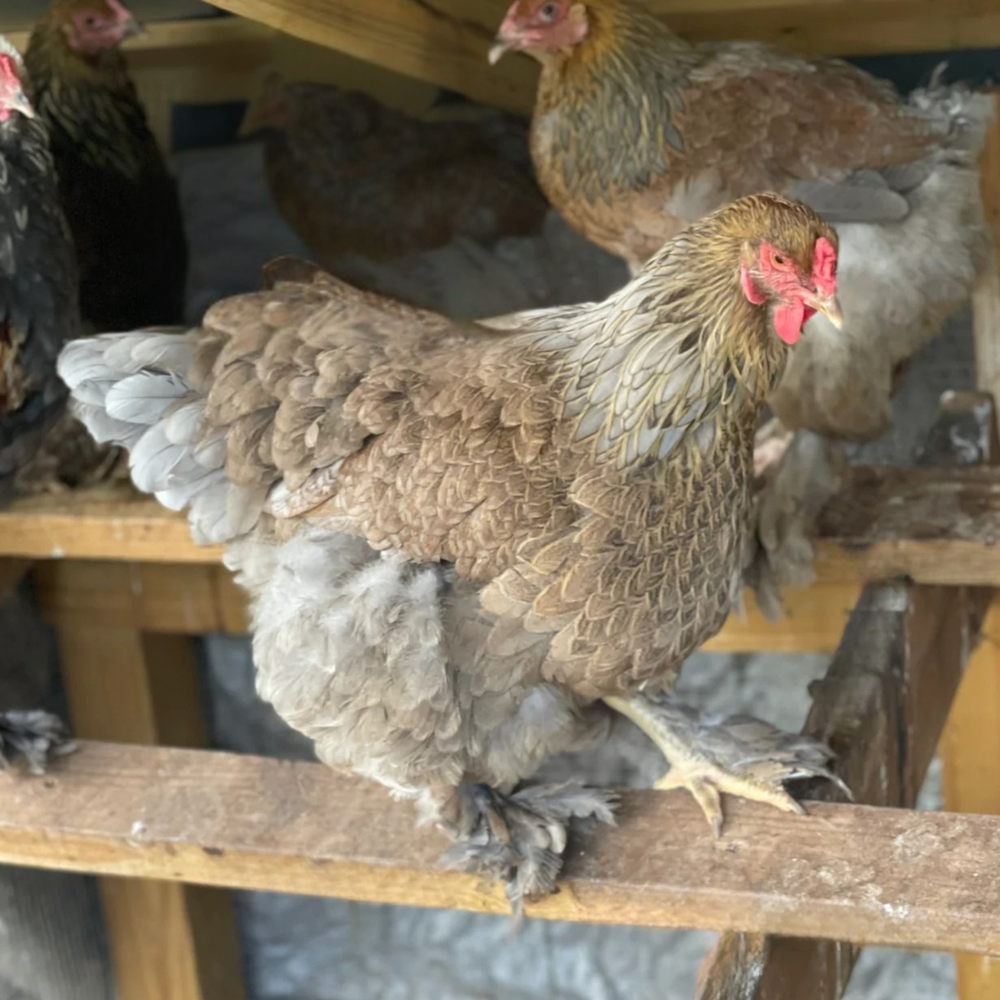 Hatching Eggs: Blue/Black/Splash Silver/Gold Partridge Brahma, Flock & Field Location