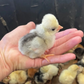 Hatching Eggs: Blue/Black/Splash White Crested Polish Bantam, Flock & Field Location