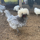 Hatching Eggs: Blue/Black/Splash White Crested Polish Bantam, Flock & Field Location