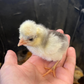 Hatching Eggs: Blue/Black/Splash White Crested Polish Bantam, Flock & Field Location