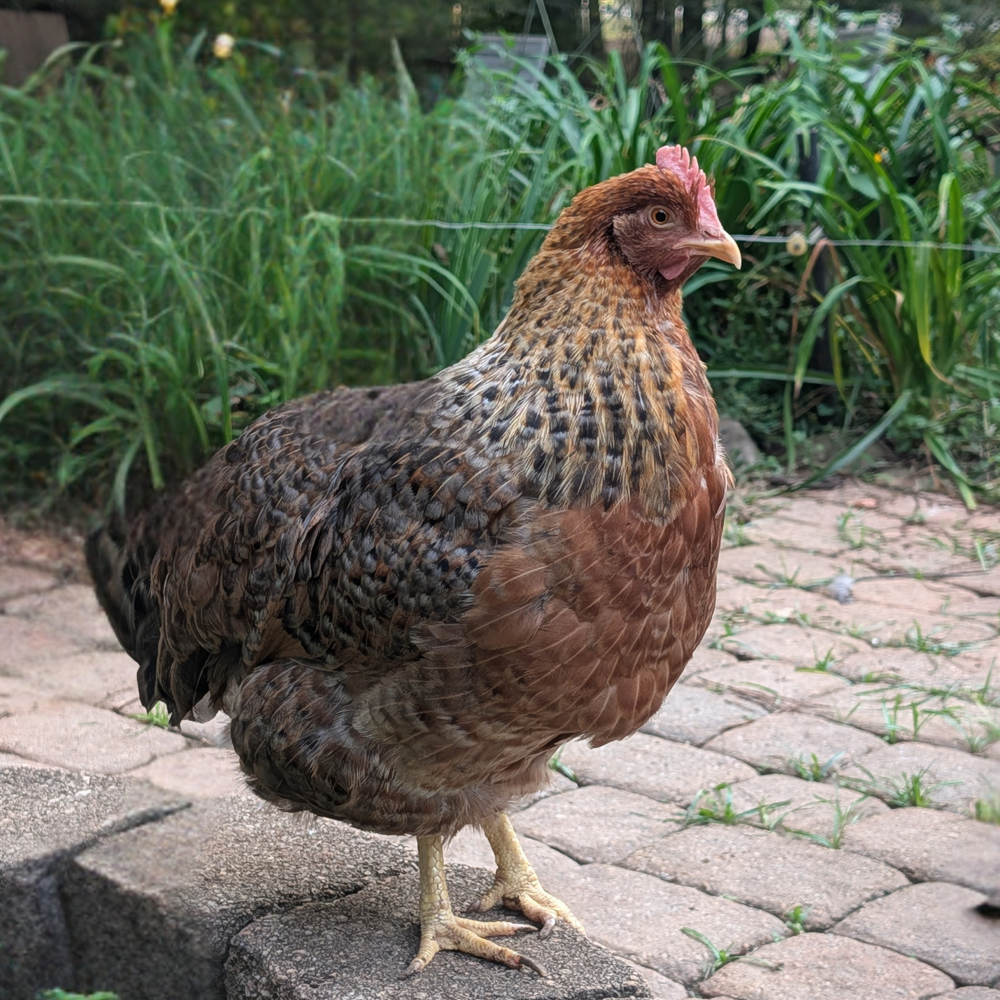 Baby Chicks: Bielefelder