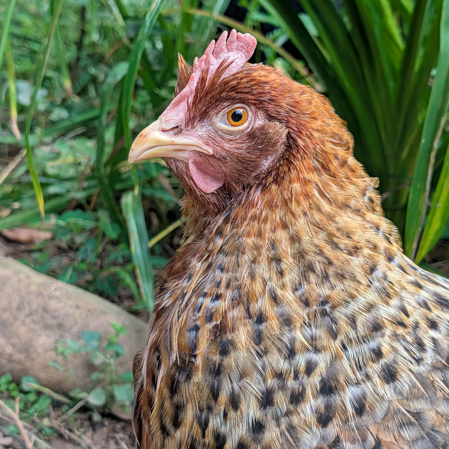 Baby Chicks: Bielefelder