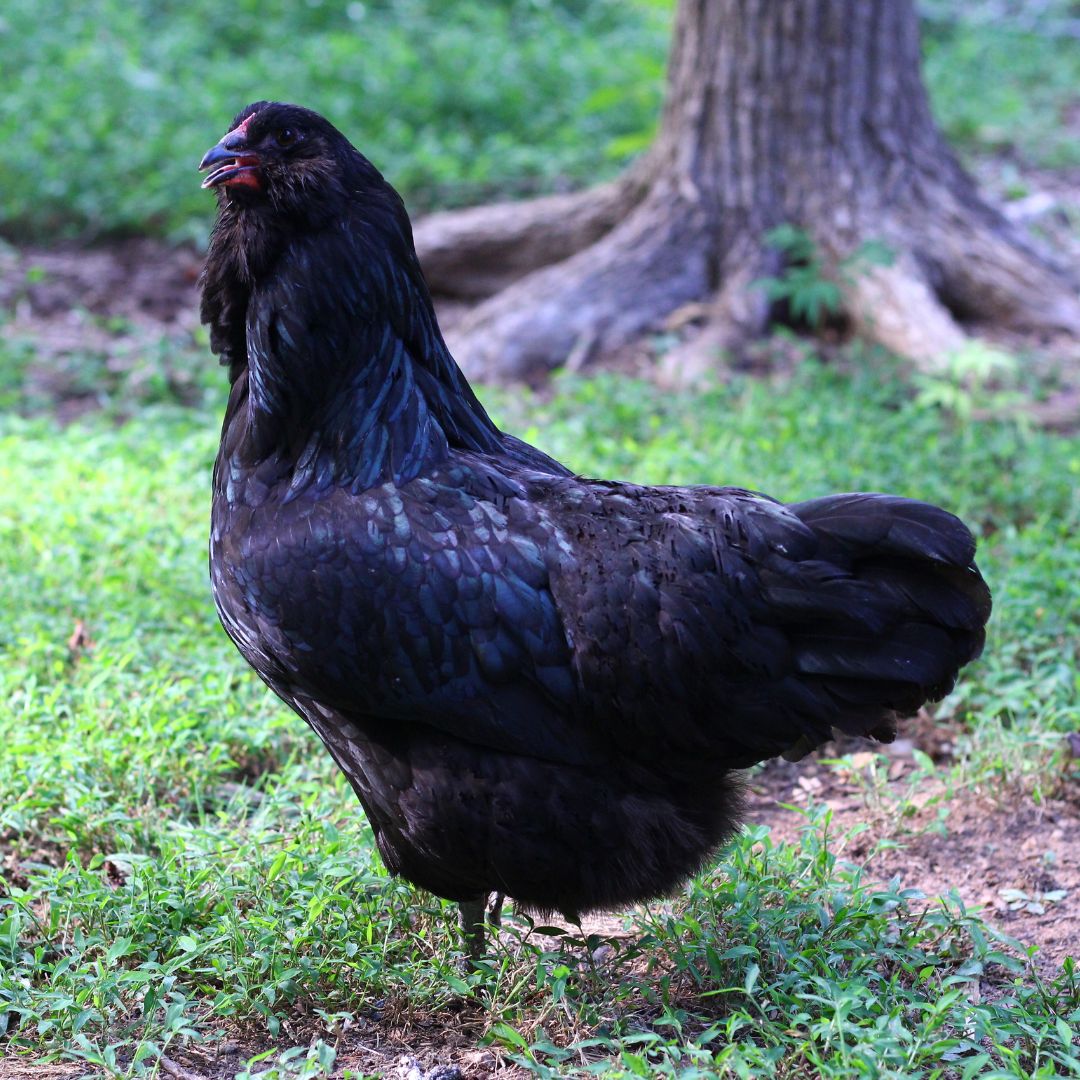 Black Ameraucana chicken breed