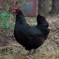 Black Australorp chicken breed