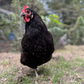 Baby Chicks: Black Australorp