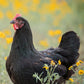 Hatching Eggs: Black Australorp, Merry Manor Location