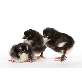 Hatching Eggs: Black Copper Marans, Merry Manor Location