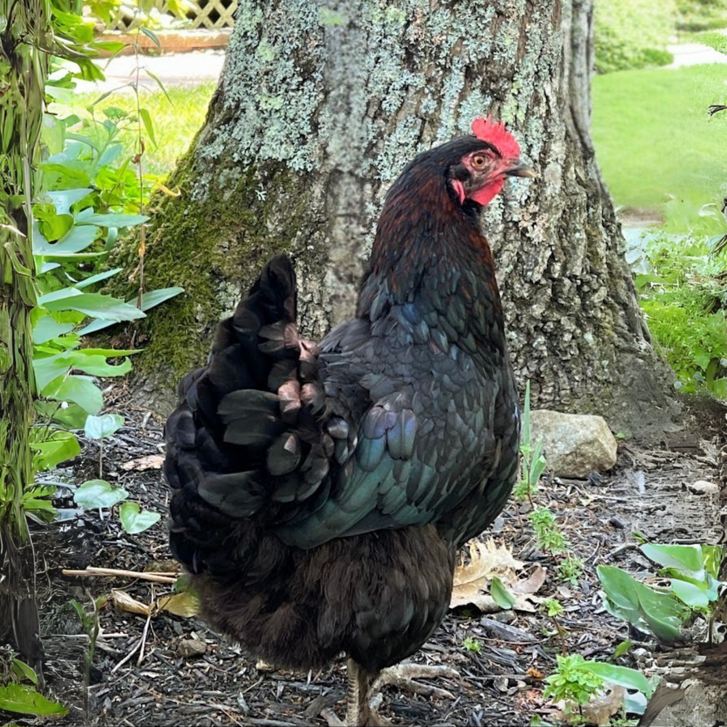 Pullet: Black Copper Marans, Shipping Week