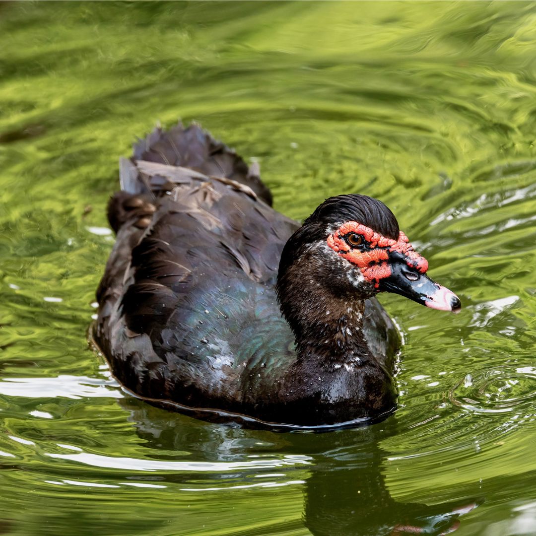 Black Muscovy ducks are great at helping with pest control.